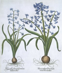 Twee blauwe Hyacinten uit Hortus Eystettensis