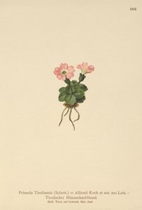 Tiroolse Sleutelbloem (Primula tyrolensis, Primula Tirolensis, Primula Allionii)