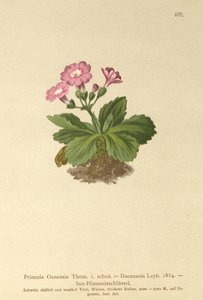 Val-Daone Sleutelbloem (Primula Oenensis, Primula Daonensis)