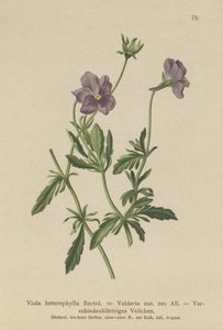 Valderia Viooltje