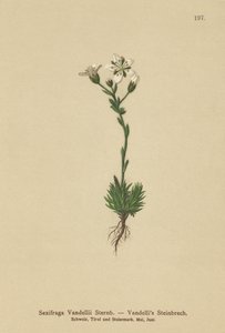 Vandellis Steenbreek