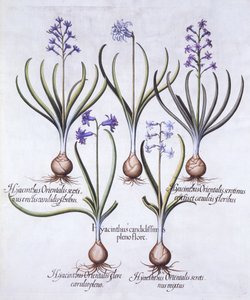 Hyacintvariëteiten met Bol, uit Hortus Eystettensis, door Basil Besler, 1613 door German School