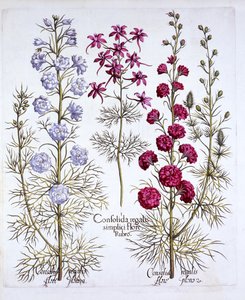 Ridderspoorvariëteiten, uit Hortus Eystettensis, door Basil Besler, 1613