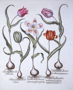 Variëteiten van Tulp, uit Hortus Eystettensis, door Basil Besler, 1613 door German School