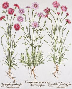 Verschillende soorten Dianthus, uit de Hortus Eystettensis door Basil Besler (1561-1629), pub. 1613