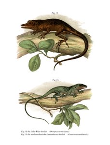 Vinales anolis