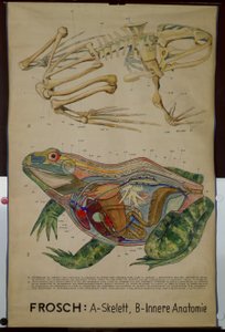 Wandkaart van het skelet en de anatomie van een kikker