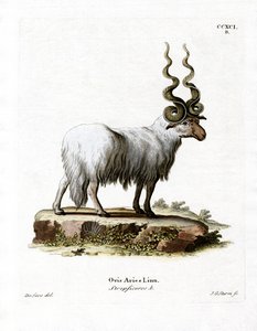 Wallachisch schaap door German School