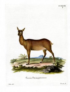 Wapiti door German School