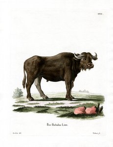 Waterbuffel
