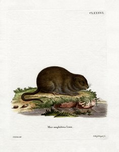 Waterrat door German School