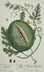 Watermeloen, uit A Curious Herbal, Duitse editie, gepubliceerd 1757