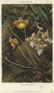 West-Indische Orchideeën