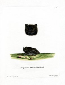 Westelijke Barbastelle