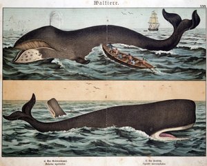 Walvis, in 