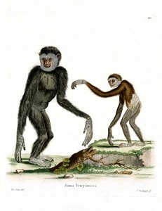 Witgehand Gibbon door German School