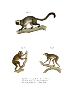Witkopmaki, 1860