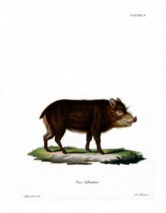 Witlippekari