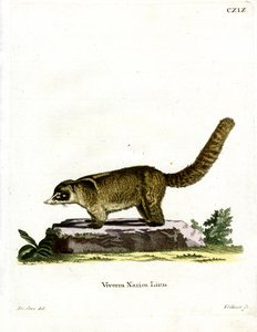 Witneus Coati door German School