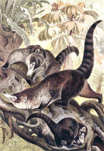 Witneus Coati, plaat uit 