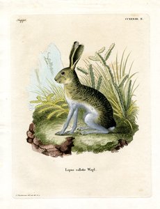 Witzijdige haas