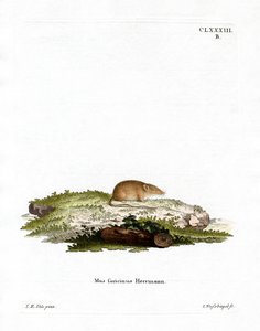 Witvoetspitsmuis
