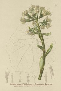 Witte Pestwederik