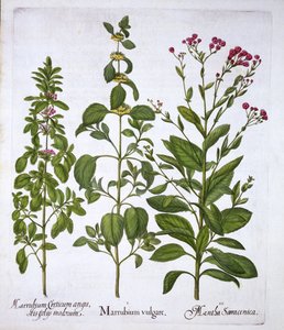 Witte Malrove, Malrove en Munt, uit Hortus Eystettensis, door Basil Besler, gepubliceerd 1613 door German School