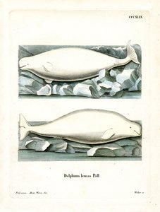 Witte Walvis door German School