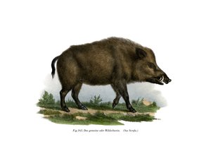 Wild zwijn, 1860