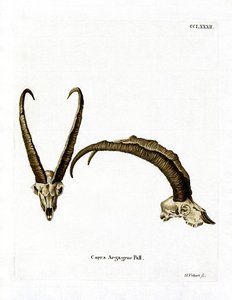 Wilde geitenhoorns