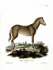 Wilde Paard