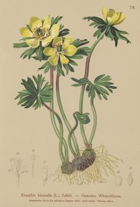 Winterakoniet
