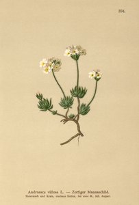 Wollige Rotsjasmijn (Androsace villosa) door German School