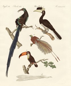 Wonderbaarlijke vogels door German School