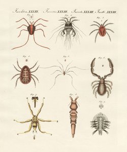 Wonderbaarlijke insecten