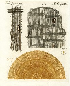 Houtanatomie