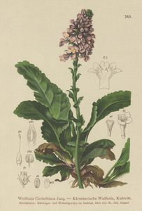 Wulfenia