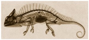 Röntgenfoto van een Kameleon, ca. 1890 door German School