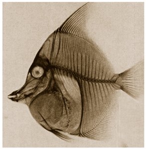 Röntgenfoto van een Vis, ca. 1890