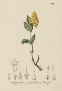 Gele Paederota