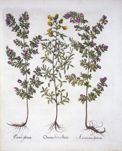 Gele Rest-Harrow, Roze Rest-Harrow en Roze Doornige Rest-Harrow, uit Hortus Eystettensis, door Basil Besler, gepubliceerd 1613