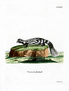 Zorilla