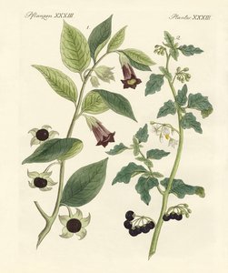 Inheemse giftige planten