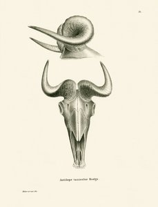 Takin schedel (gekleurde gravure)