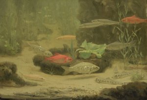 Goud- en zilvervissen in een aquarium