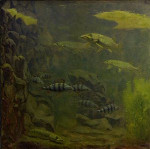 Snoek en Baars in een Aquarium