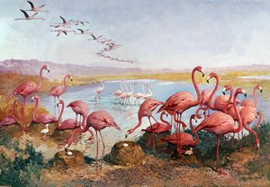 Roze flamingo