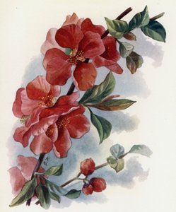 Cydonia Japnonica v Cardinalis