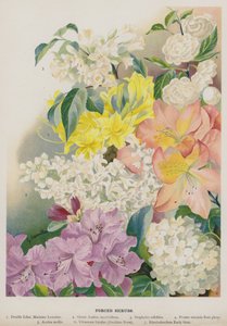 Gedwongen struiken door Gertrude Hamilton